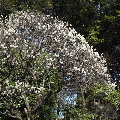 成田山公園内梅林