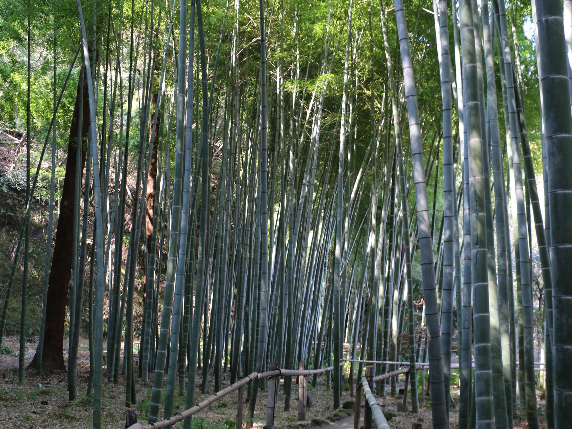 【神奈川・鎌倉】鎌倉で唯一の尼寺！英勝寺は、季節折々の花々と竹林が美しいお寺！これからは紫陽花も♪