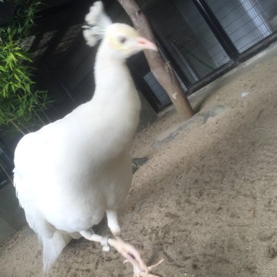 野毛山動物園