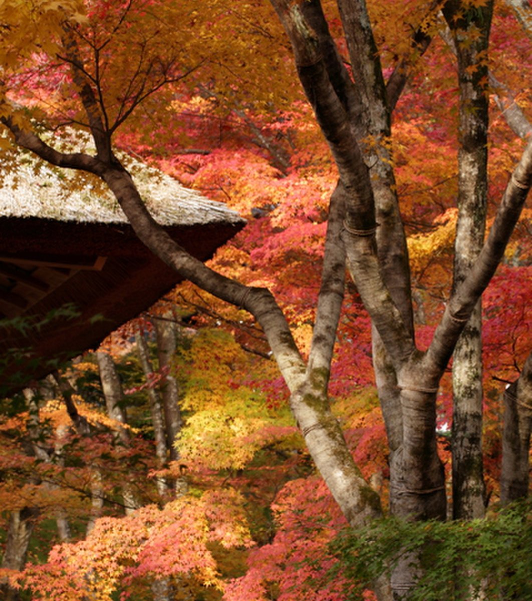 常寂光寺