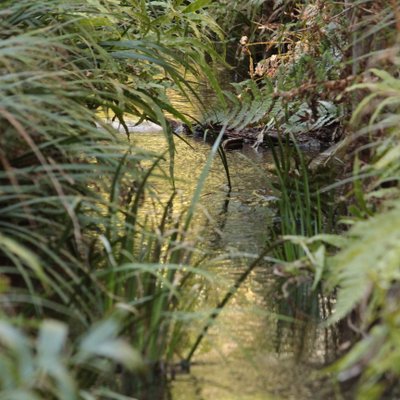 お鷹の道・真姿の池湧水群