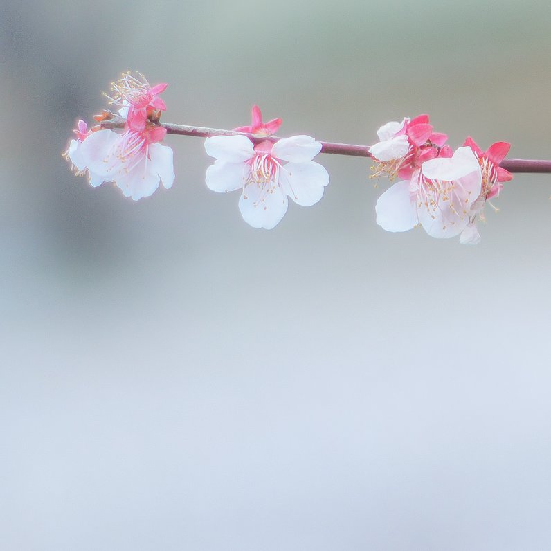 亀戸中央公園