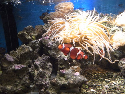 しながわ水族館