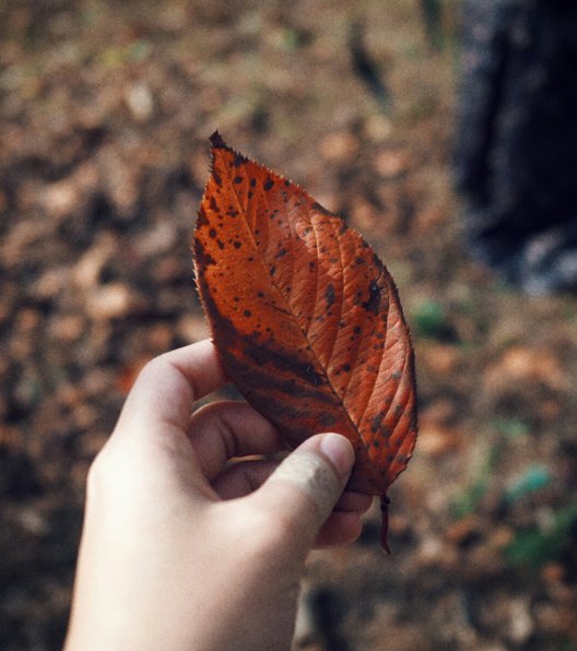 紅葉八幡宮