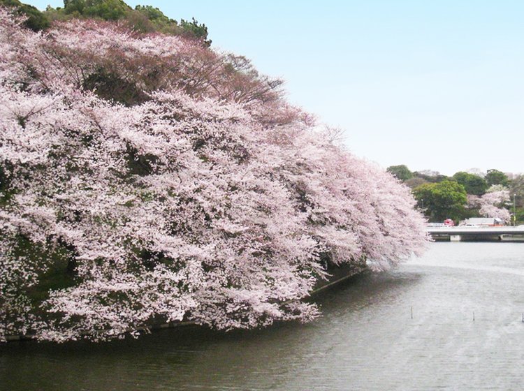 皇居 ボートでお花見 美術館デート 日本武道館 千鳥ヶ淵 ラー エ ミクニ 東京国立近代美術館 Playlife プレイライフ