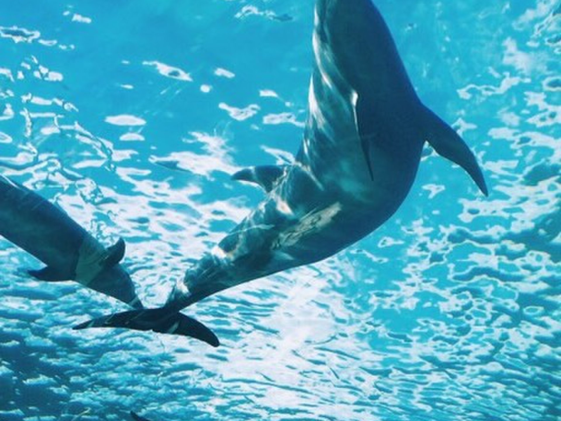 【八景島・水族館・シロイルカにタッチ！】週末は八景島シーパラダイスで海の世界に触れよう！
