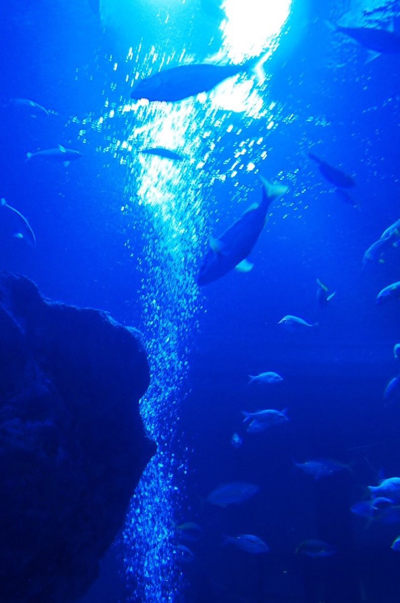 すみだ水族館