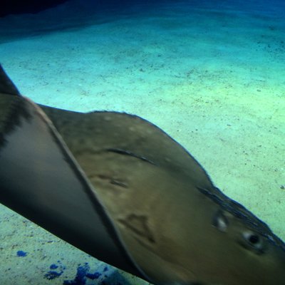 沖縄美ら海水族館