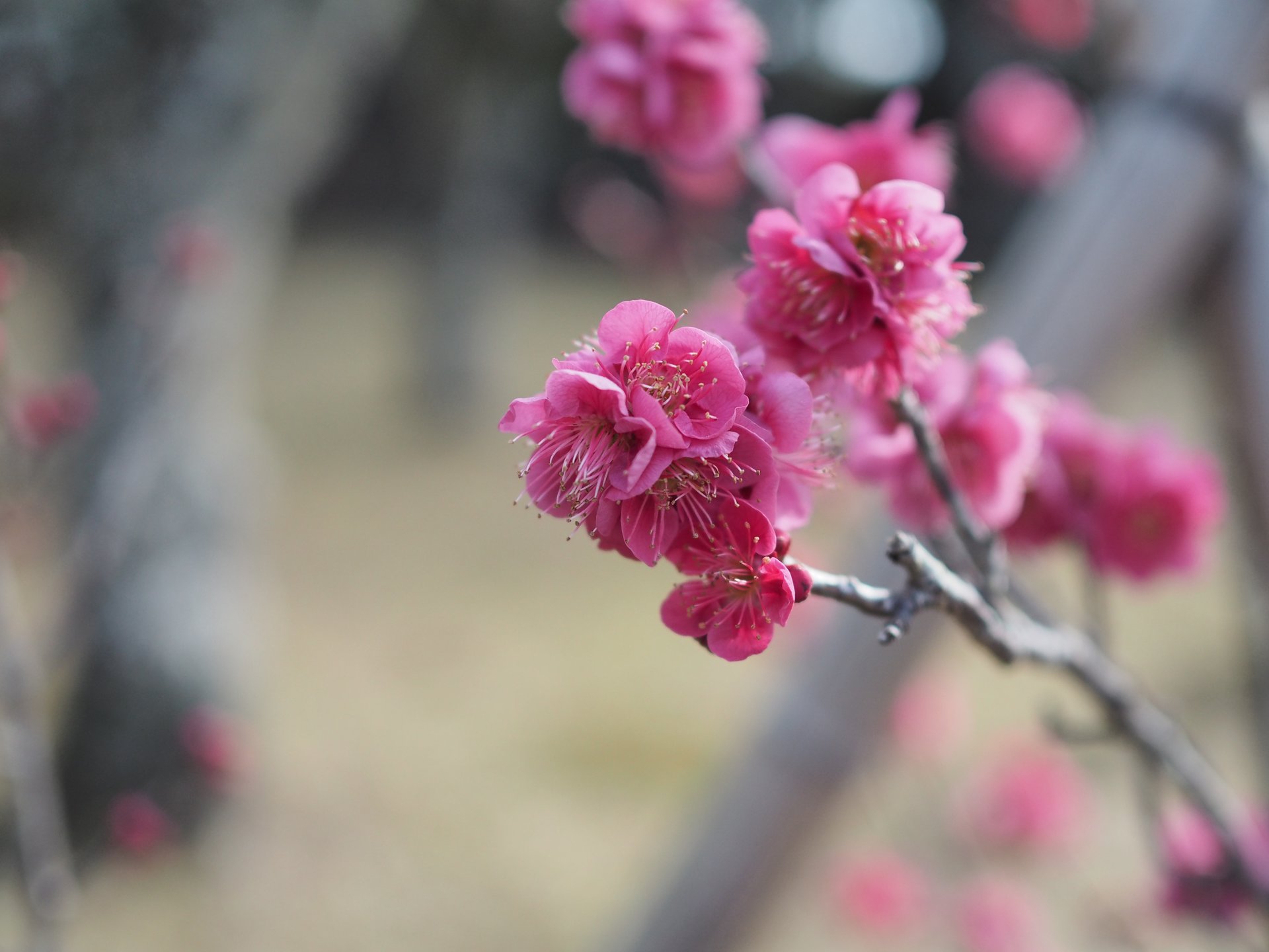春を感じに大人散歩♡「成田山公園梅まつり」でデートしない？