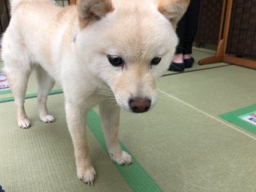 小豆柴の郷 秋葉原店