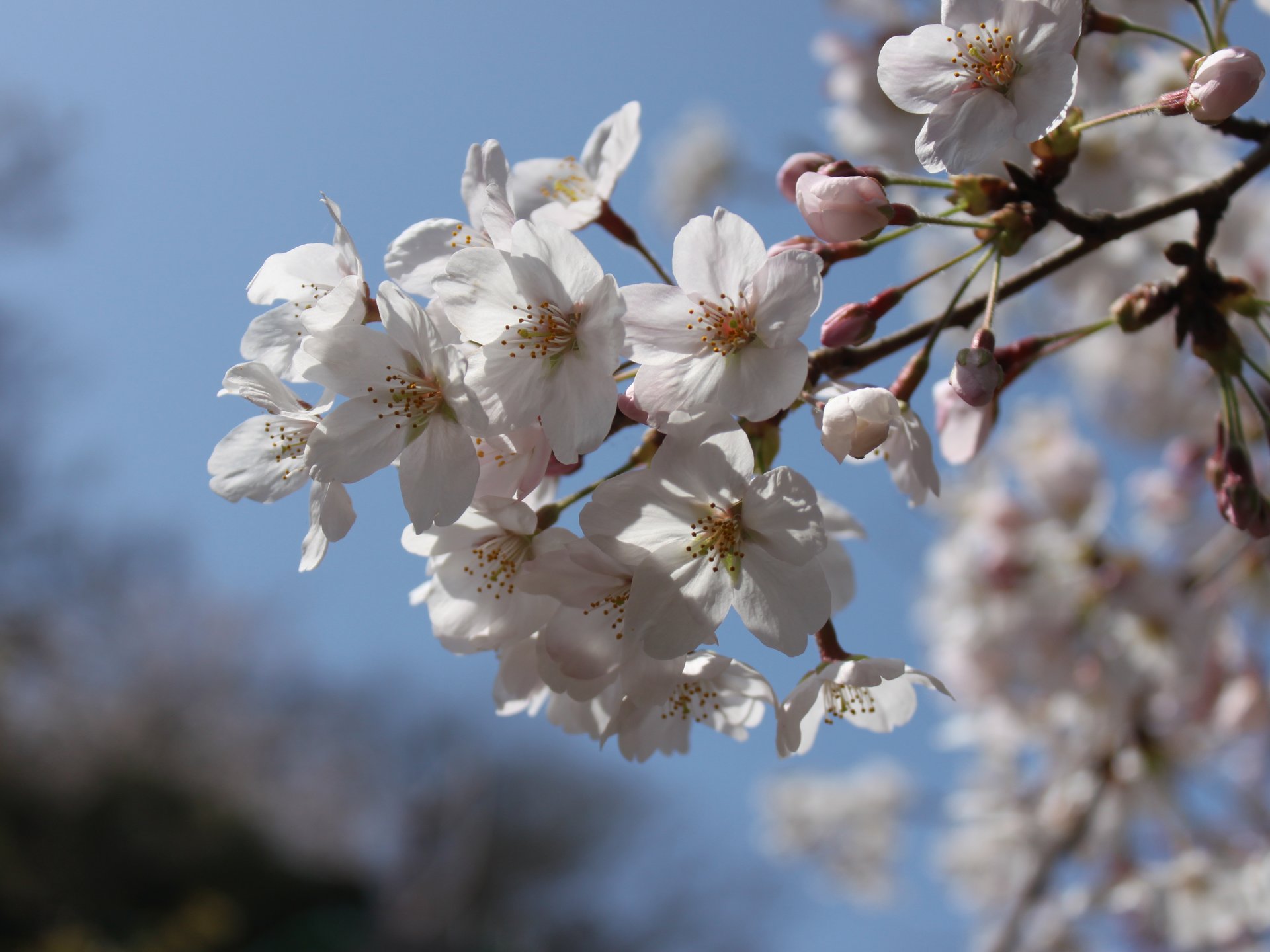 【神奈川・江の島】今年の春はどこに行こう？江の島は、意外に隠れたお花見スポットだった！