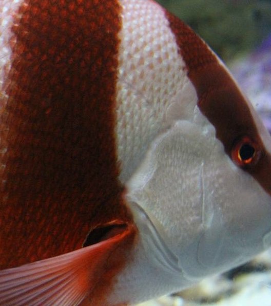 沖縄美ら海水族館