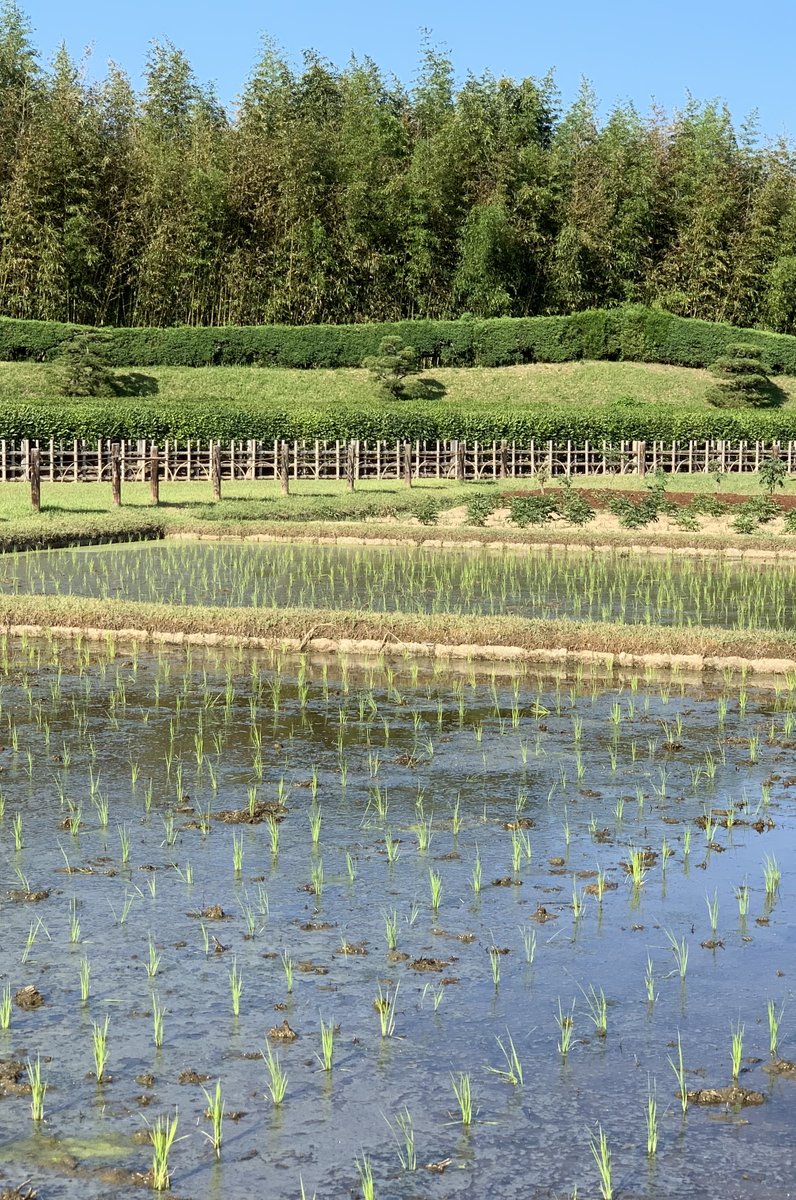 茶畑 (岡山後楽園)