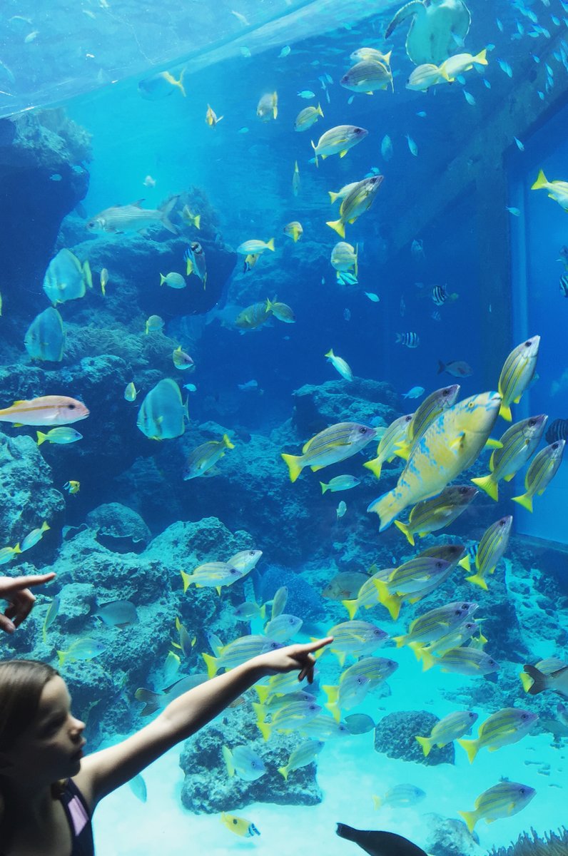 沖縄美ら海水族館