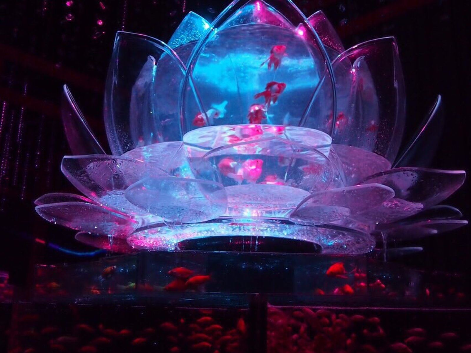 日本橋散歩 新しい金魚のアート アートアクアリウム 水と光と音楽で