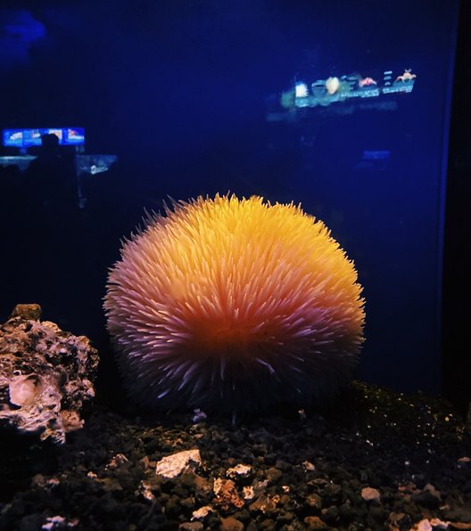 沼津港深海水族館