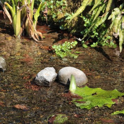 お鷹の道・真姿の池湧水群