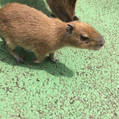 伊豆シャボテン動物公園