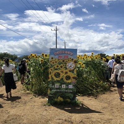 座間市ひまわり畑(神奈川)