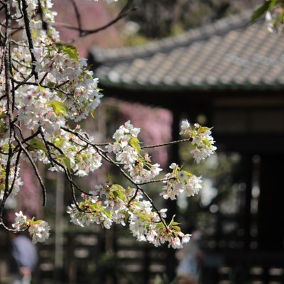 伝法院