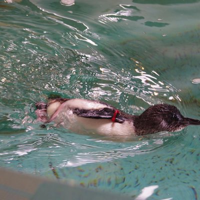 長崎ペンギン水族館