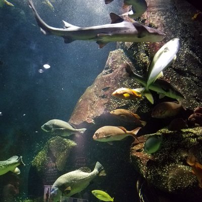 鶴岡市立加茂水族館