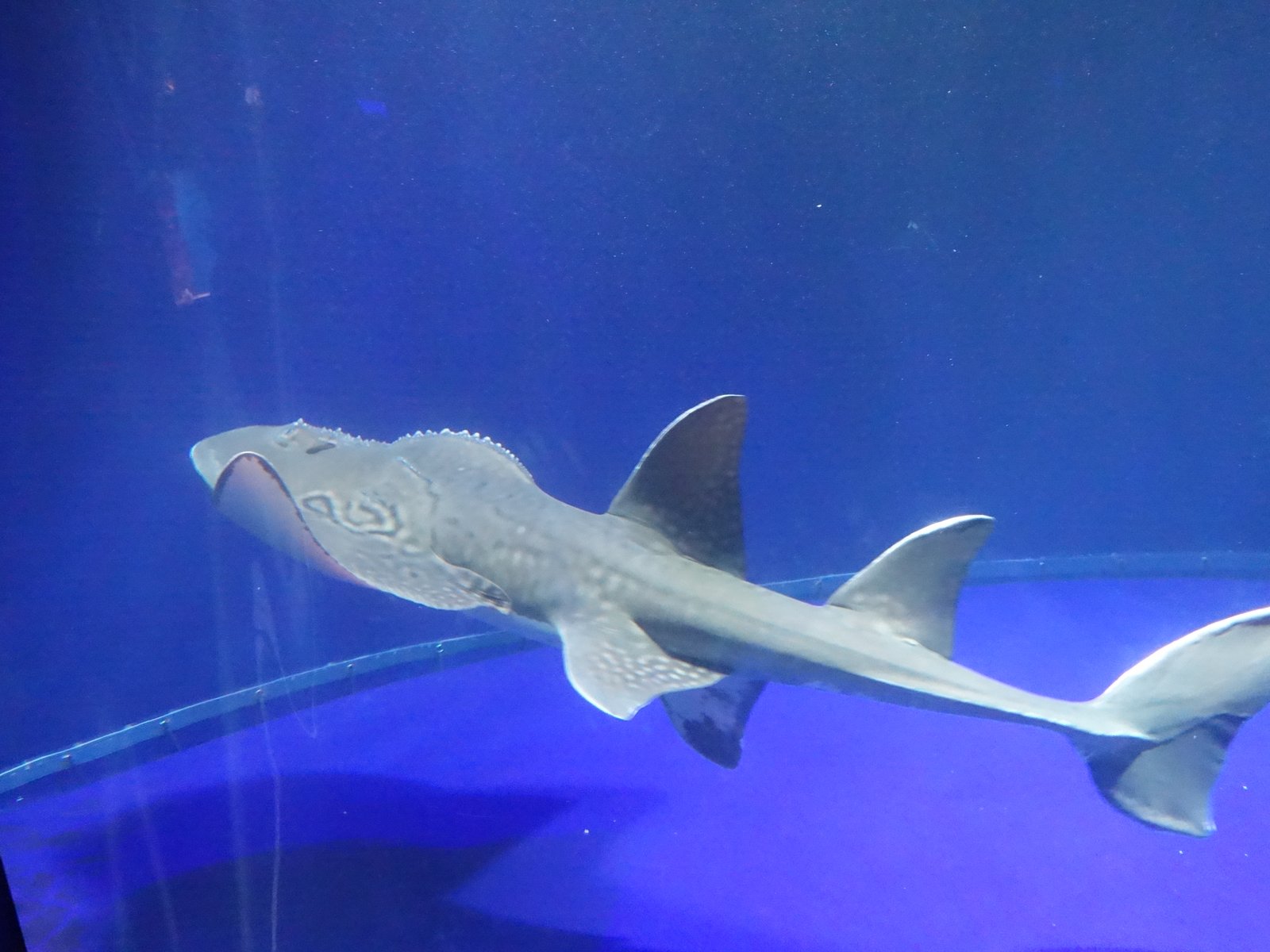 サンシャイン水族館