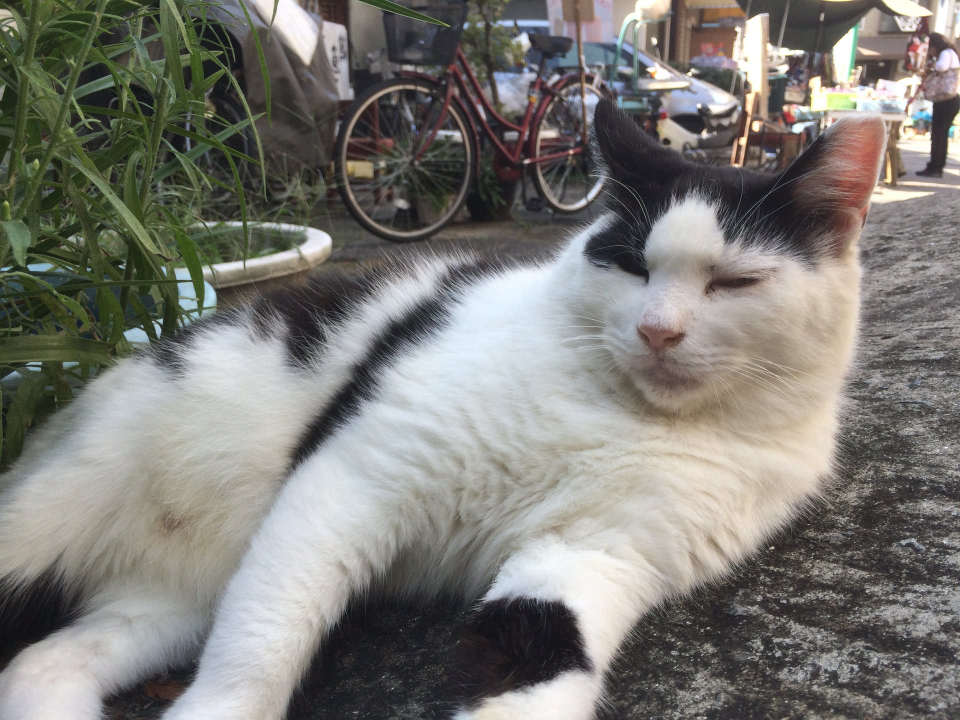 【猫好き必見】猫の街「谷中銀座商店街」はまさに夢のようなスポットだった。