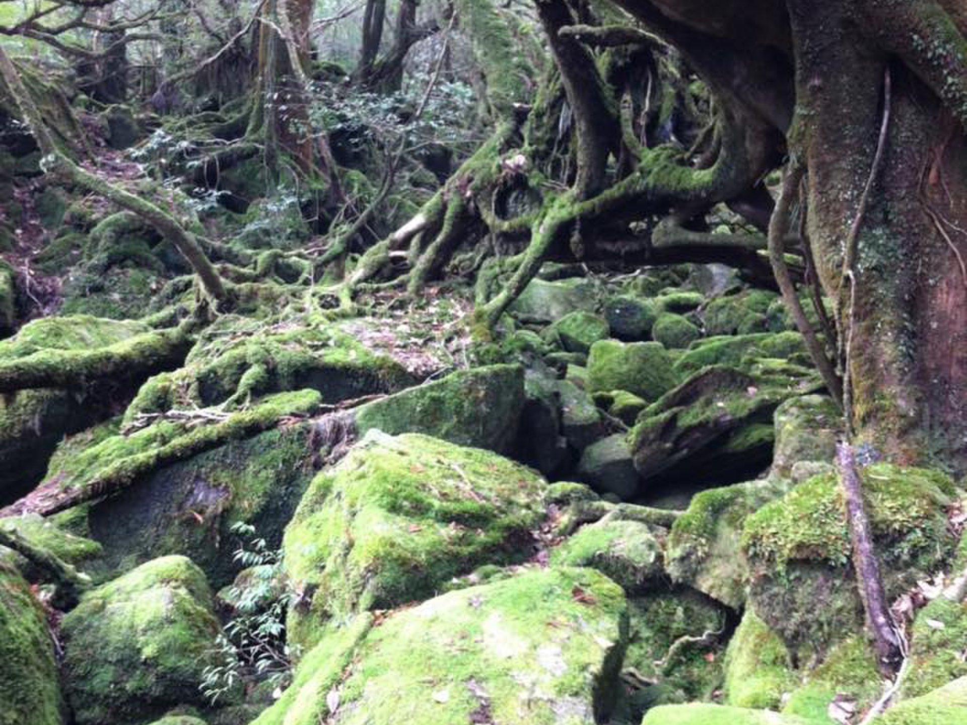 【屋久島で体いっぱいに自然を堪能】荘厳で神秘的な自然の世界