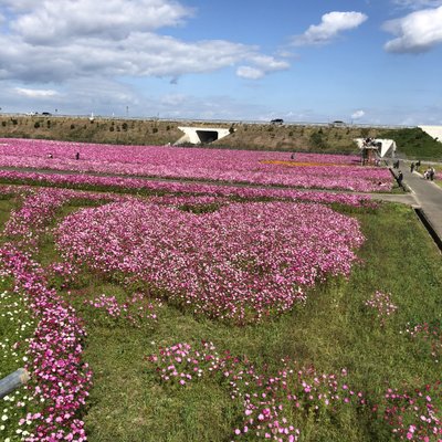 三光コスモス園