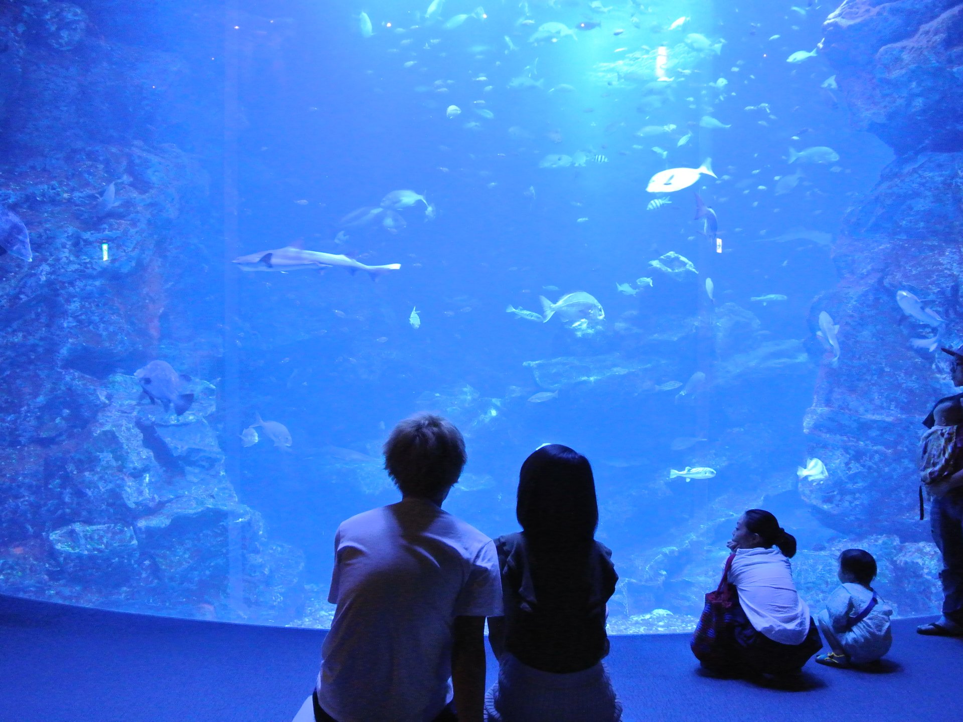 京都水族館の完全ガイド！見どころから周辺観光スポットまでご紹介♪