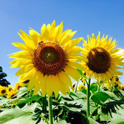 あけぼの山農業公園