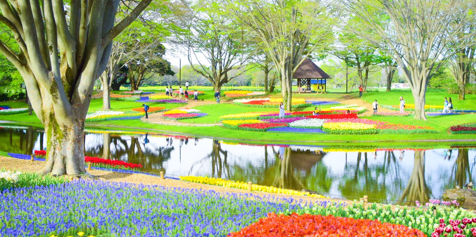 国営昭和記念公園