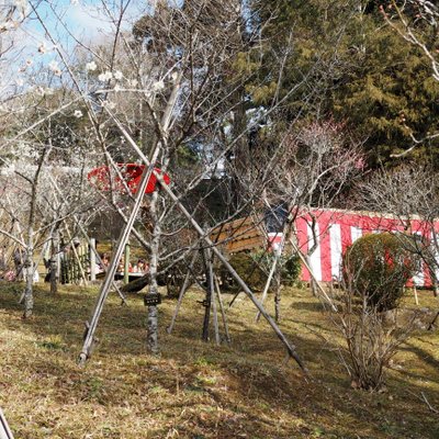 成田山公園内梅林