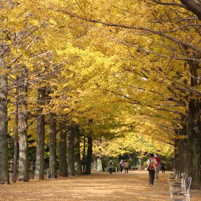 国営昭和記念公園