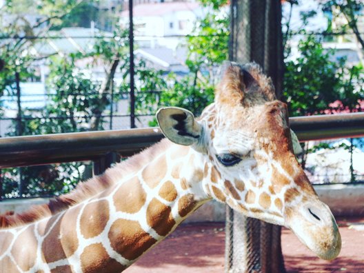 野毛山動物園