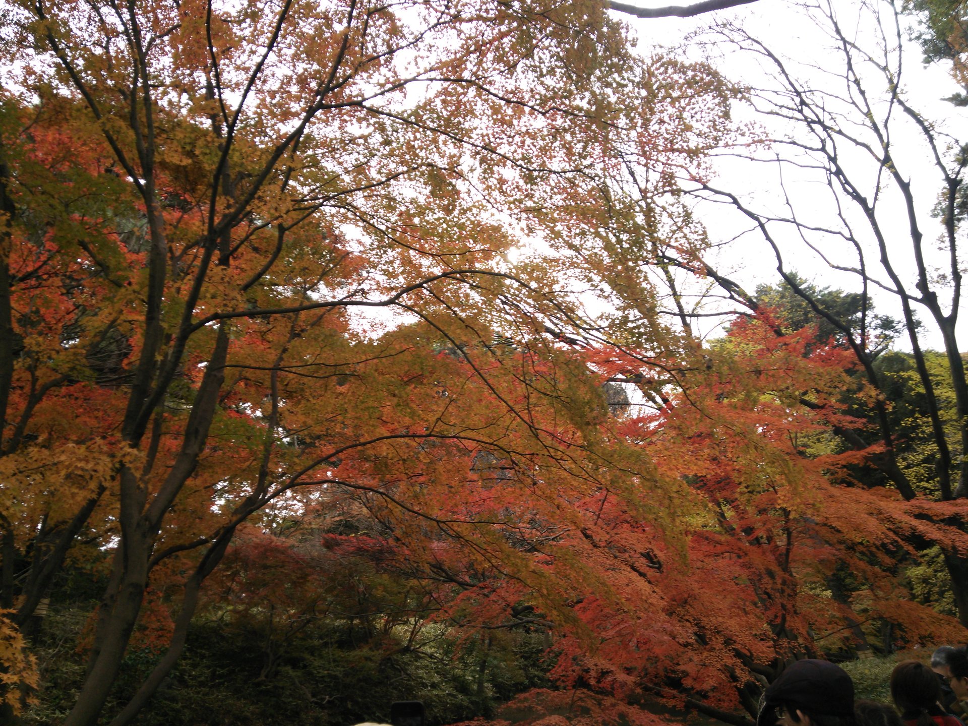 【駒込駅前】山手線内の大名庭園でリフレッシュ！六義園で紅葉と抹茶を楽しむ！