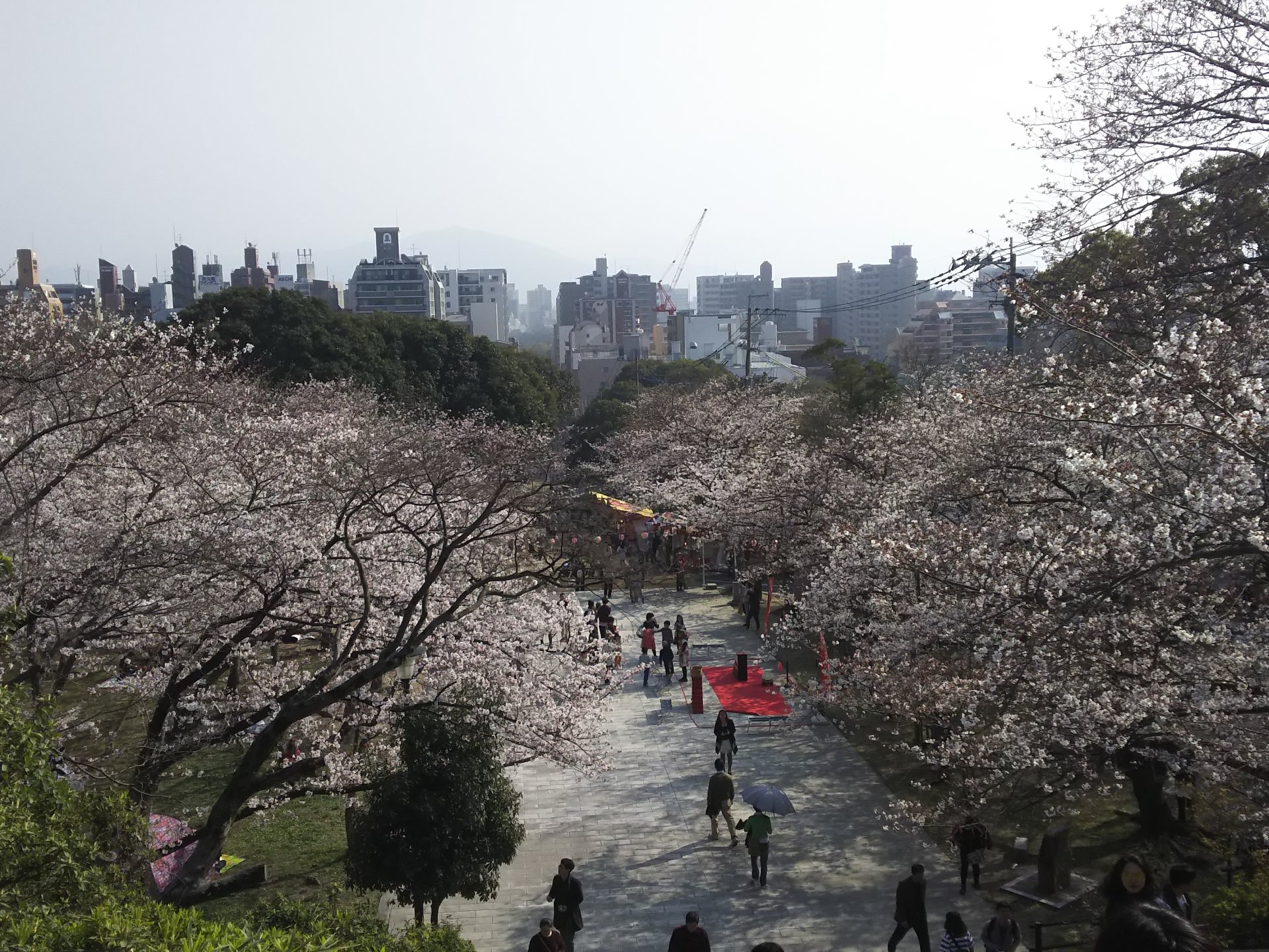 いよいよ満開！定番から穴場まで！福岡市の桜の名所巡り