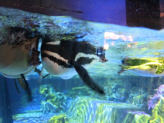 すみだ水族館