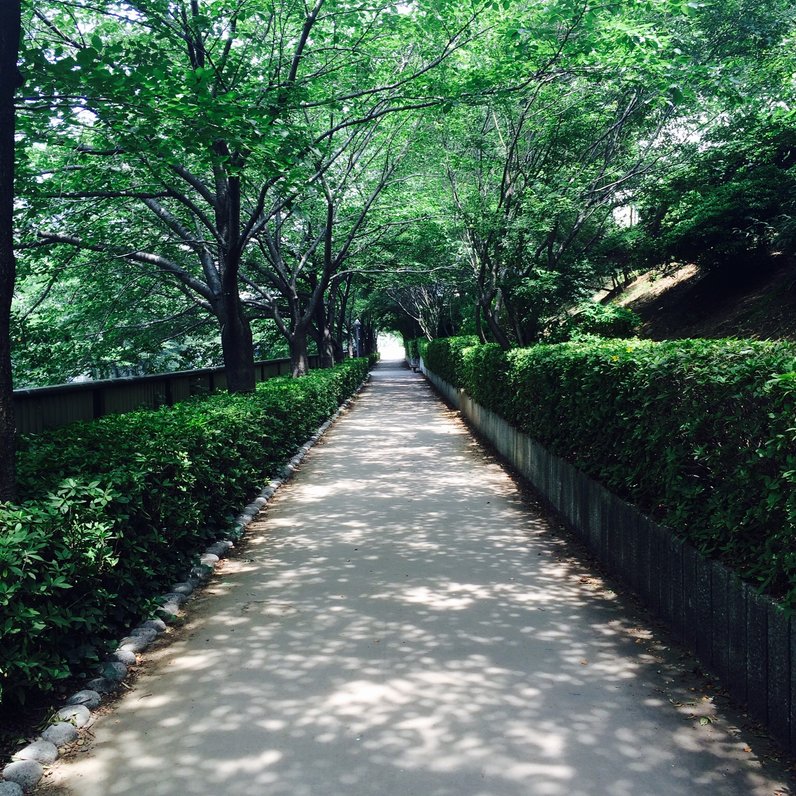 目黒川(桜並木)