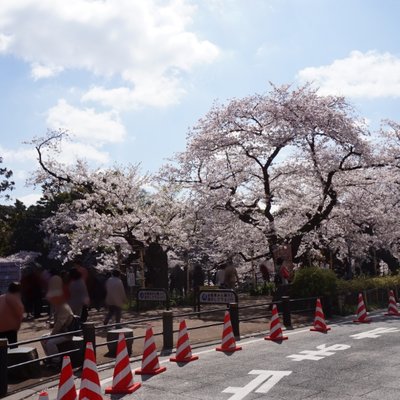 千鳥ケ淵緑道