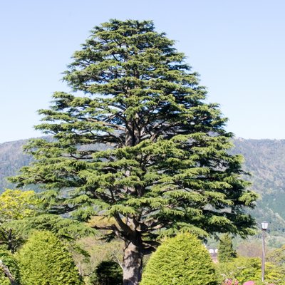 箱根強羅公園