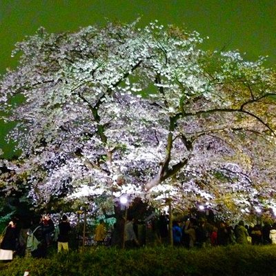 千鳥ケ淵緑道