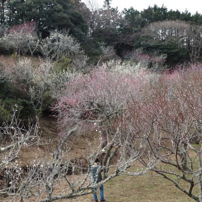 修善寺自然公園