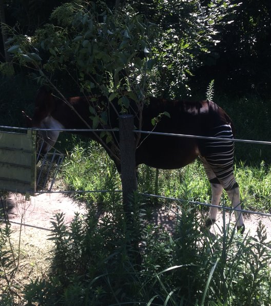 よこはま動物園ズーラシア