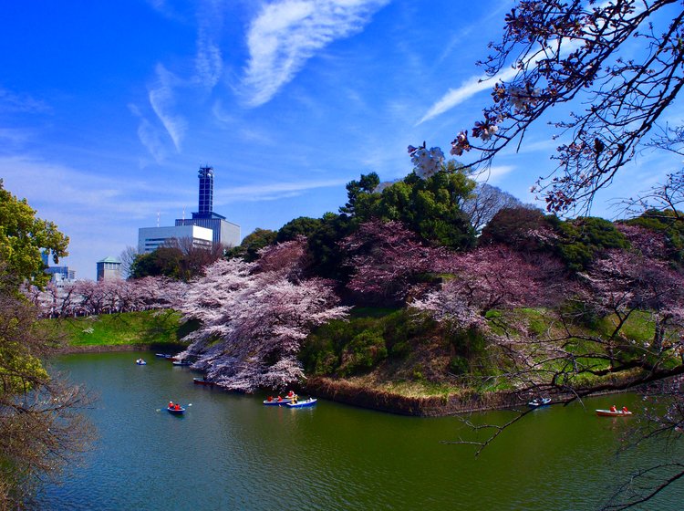 千鳥ヶ淵周辺を極めるお花見 桜の時期にオススメです 竹橋 千鳥ヶ淵 お花見 靖国神社 武道館 Playlife プレイライフ