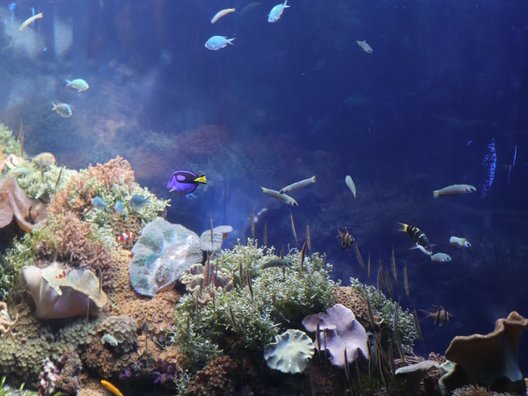 名古屋港水族館