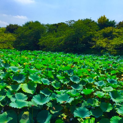 鶴岡八幡宮