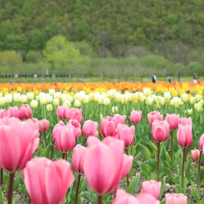 かみゆうべつチューリップ公園