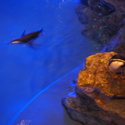 すみだ水族館